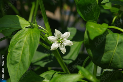 ピーマンの花