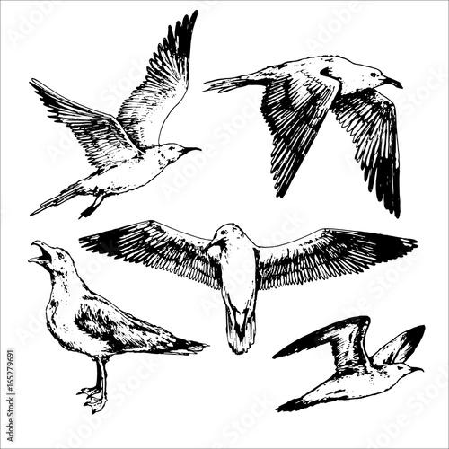 set of contour sea bird: hand drawn vintage gull