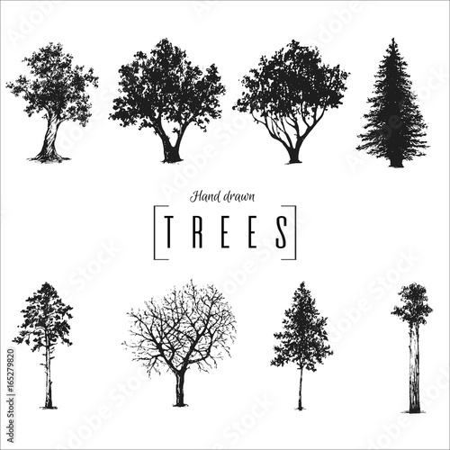 hand drawn isolated forest elements: oak, maple, birch, fir, spruce. trees. branches, cones, leaf