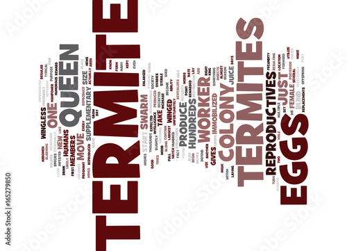 TERMITE EGGS Text Background Word Cloud Concept