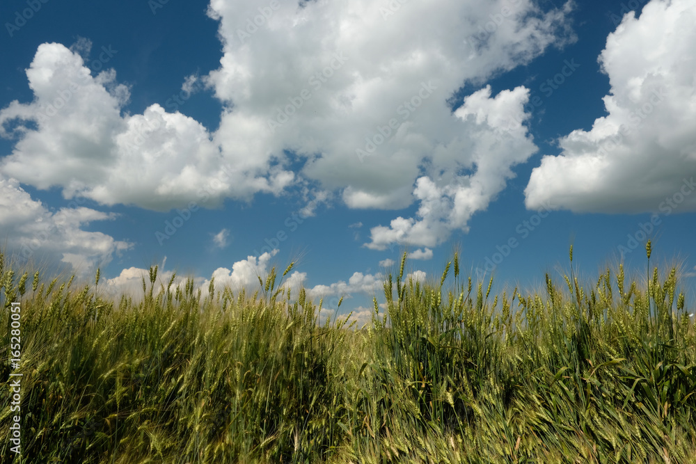 summer landscape with a field and clouds summer landscape with a field and clouds