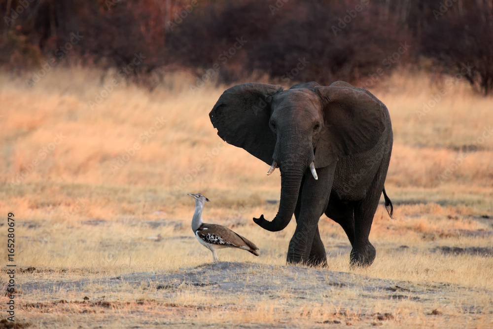 The African bush elephant (Loxodonta africana) chase away kori bustard at sunset