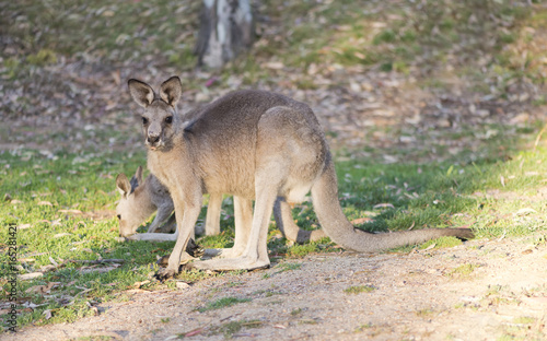 Kangaroo closeup © SalenayaAlena
