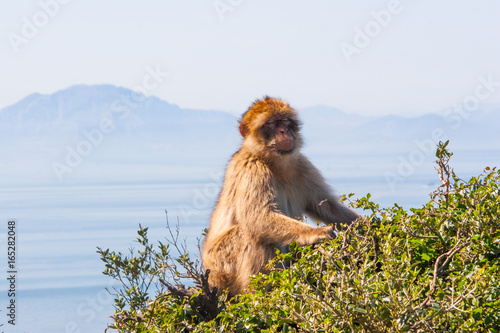Barbary Macaque Wild in the Upper rock of Gibraltar with the Mediterranean Sea and Morocco in the background