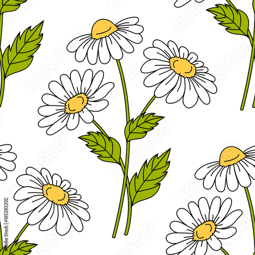 Seamless pattern with daisy flowers