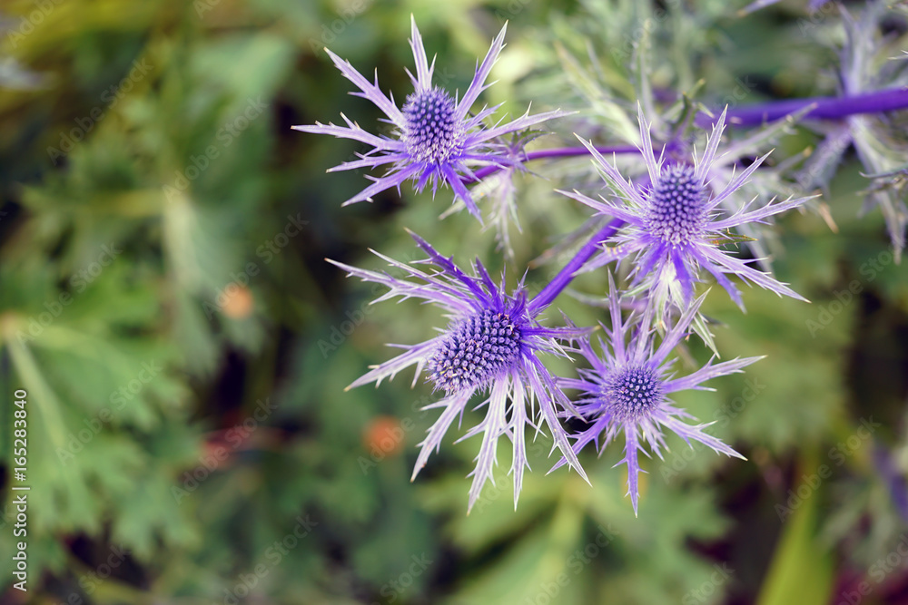 Sea Holly blue thistle Eryngium flowers growing in the garden Sea Holly blue thistle Eryngium flowers growing in the garden