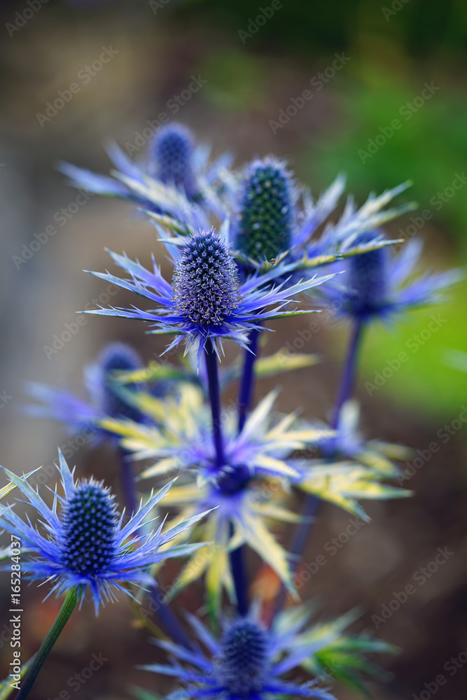 Sea Holly Blue Thistle Eryngium Flowers