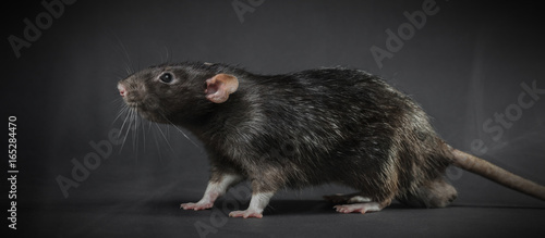 Fotografie, Obraz Animal gray rat close-up