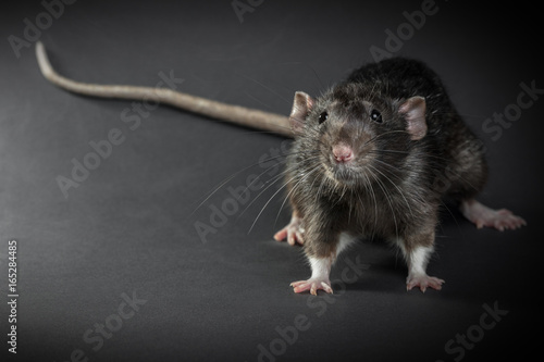 Animal gray rat close-up photo