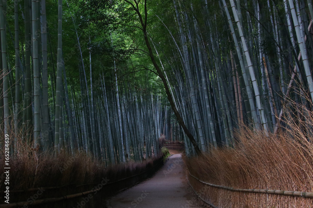 Fototapeta premium Arashiyama Bamboo Groove