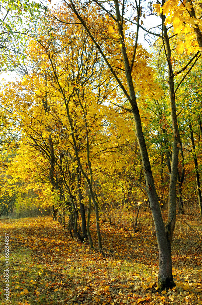 Fototapeta premium Autumn forest and yellow leaves