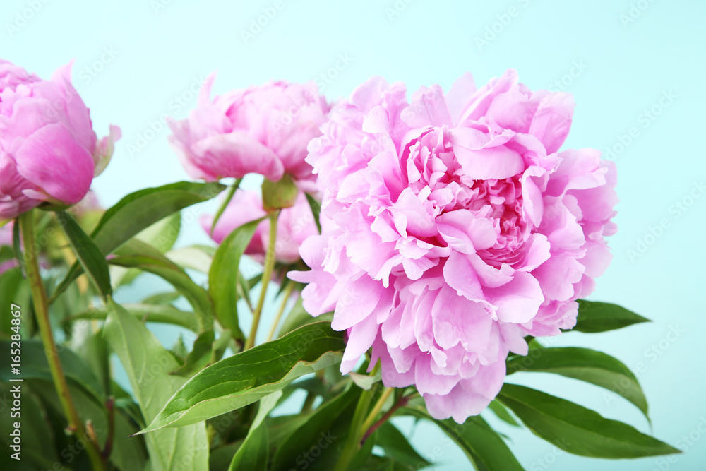 Bouquet of peony flowers on mint background Bouquet of peony flowers on mint background