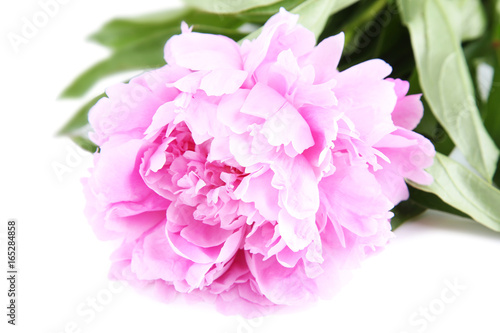 Peony flower on the white background