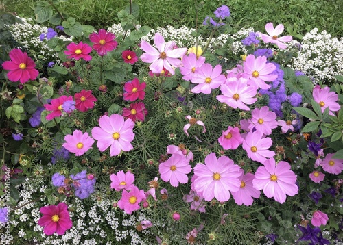 Violett summer flowers