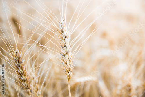 Wheat field in Central Russia.