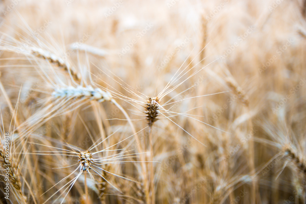 Wheat field in Central Russia. Wheat field in Central Russia.