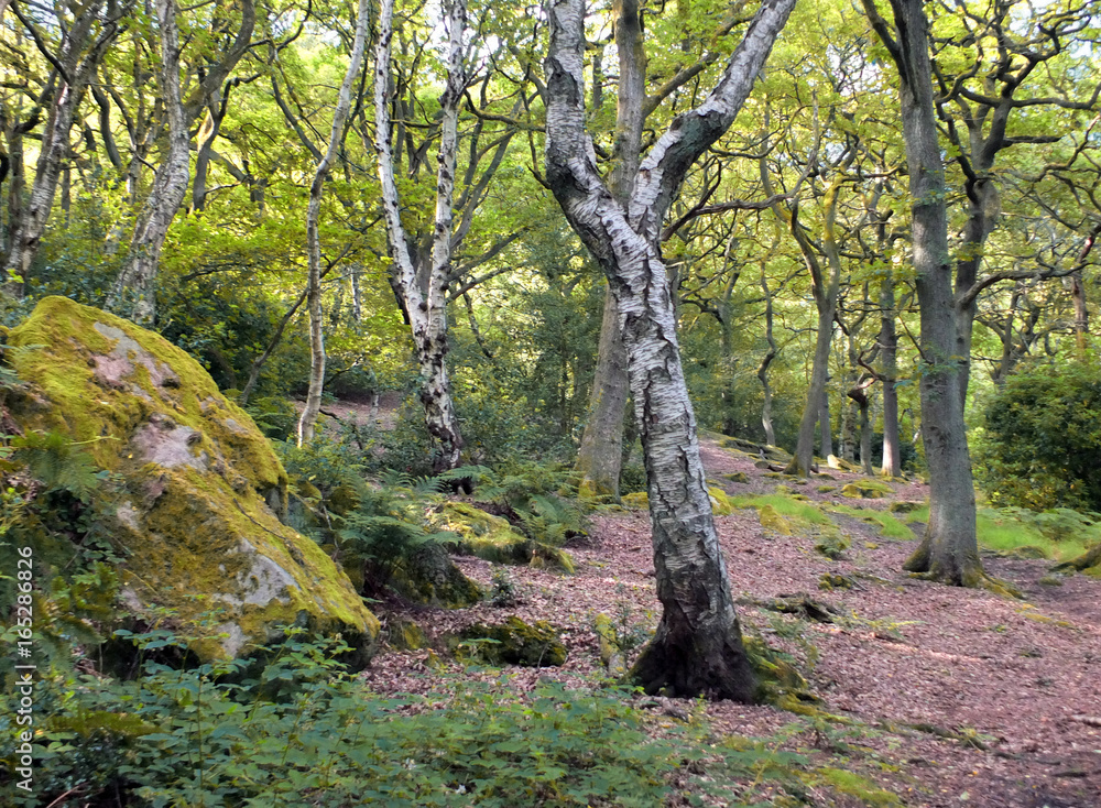 Birch and oak forest in summer with moss covered boulders, pathway and dappled sunlight Birch and oak forest in summer with moss covered boulders, pathway and dappled sunlight