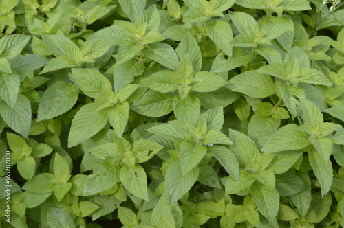 Mentha arvensis Banana - aromatic plant with vivid green colour photo