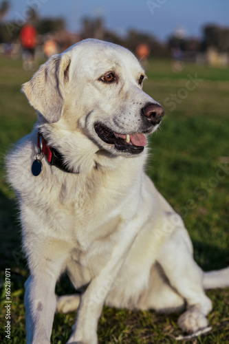 Mixed Labrador Park Portrait