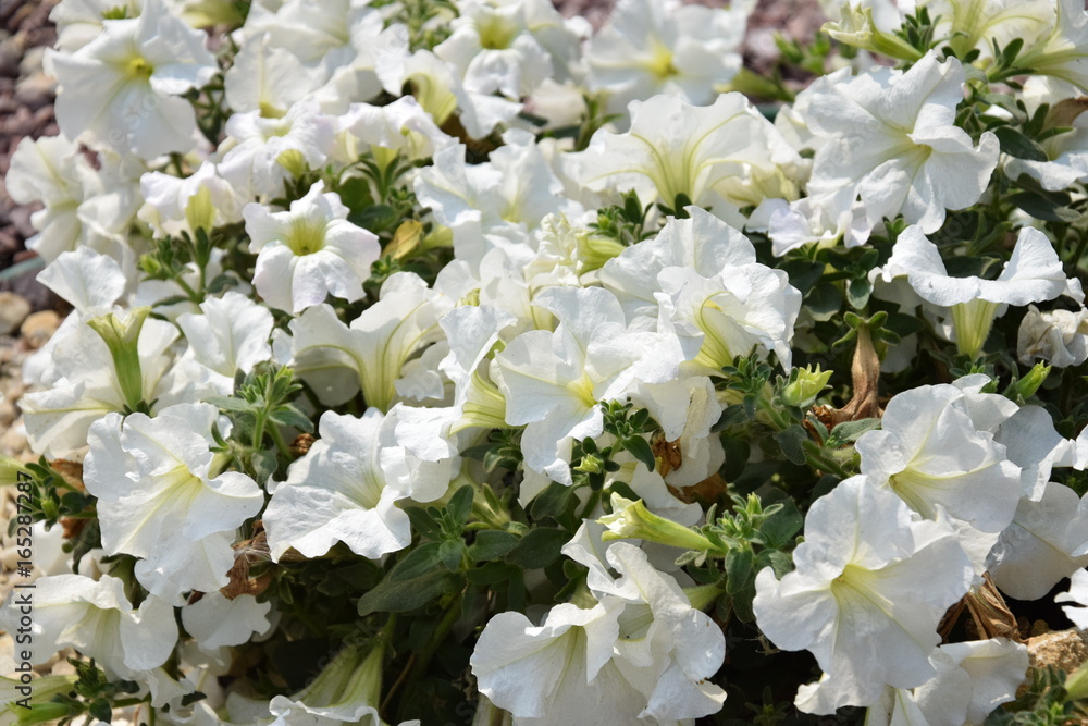 Природа (Цветы)