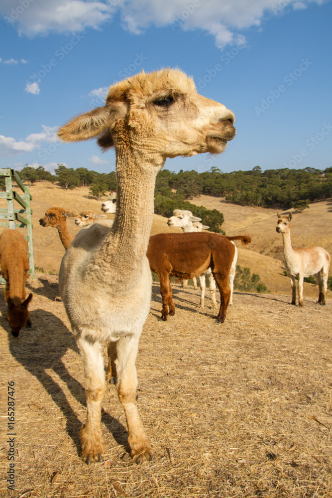 Obraz premium Alpaca farming