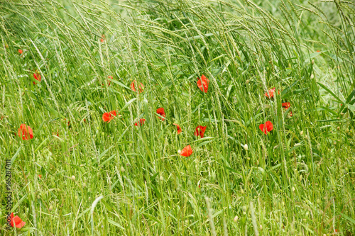 Mohnblüten am Feldrand / Einzelne stark rot leuchtende Mohnblüte am Rand eines Feldes, inmitten von Gras.