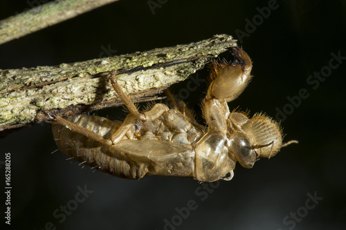 Bilde på lerret Cicada molt transformation at branch to adult insect on black background