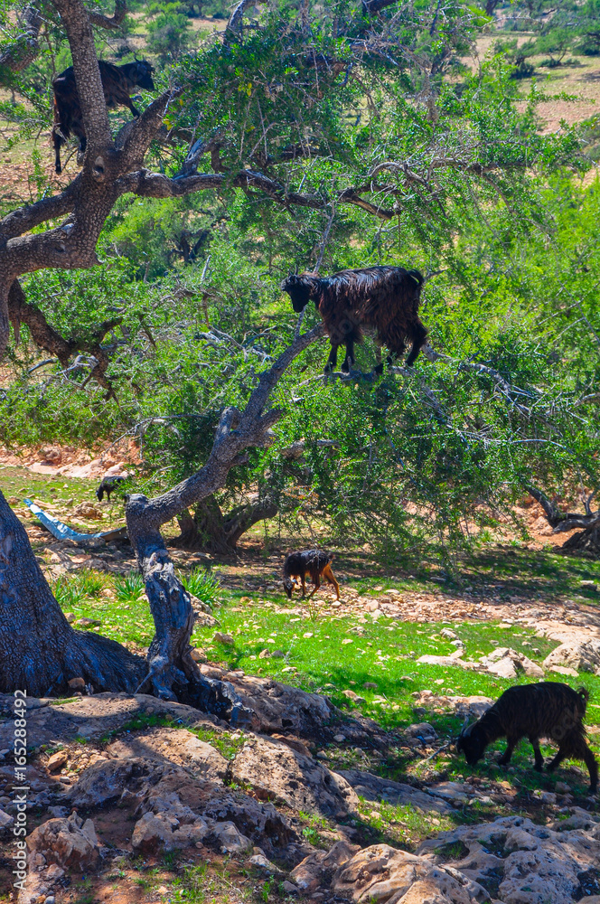 Fototapeta premium herd of sheep which is grazed on trees in mountains of the Moroccan atlas