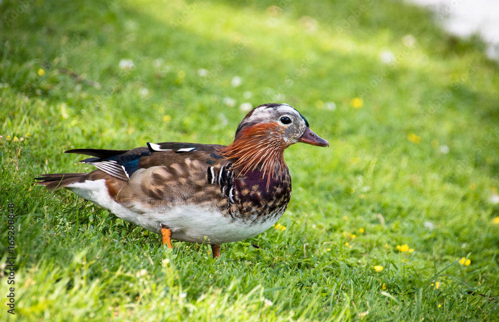 Young male mandarin duck in the meadow Young male mandarin duck in the meadow