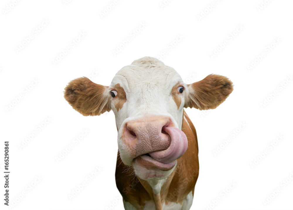 Freigestellte Kuh mit Zunge in der Nase - obrazy, fototapety, plakaty 