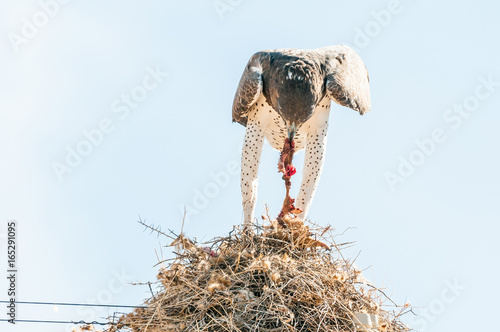 Martial eagle eating prey on communal bird nest photo