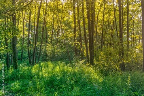 Fresh deciduous forest with green grass in golden evening light