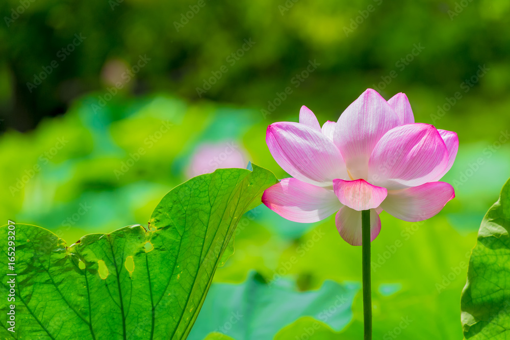 The Lotus Flower.Background is the lotus leaf and lotus flower and tree.Shooting location is Yokohama, Kanagawa Prefecture Japan. The Lotus Flower.Background is the lotus leaf and lotus flower and tree.Shooting location is Yokohama, Kanagawa Prefecture Japan.
