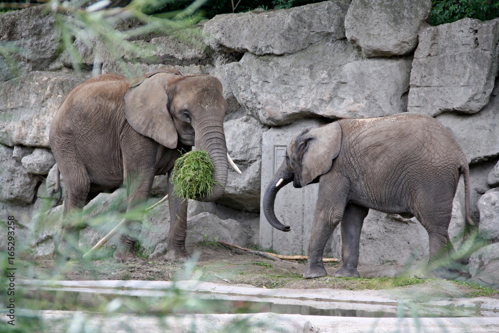 Fototapeta premium Elefanten