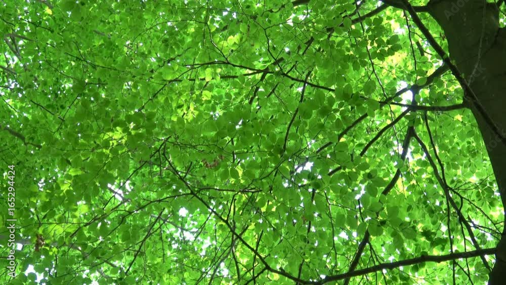 Green, fresh leaves Common Beech. European Beech (Fagus sylvatica). Beautiful beech leaves in early spring in forest.
Green, fresh leaves Common Beech. European Beech (Fagus sylvatica). Beautiful beech leaves in early spring in forest.