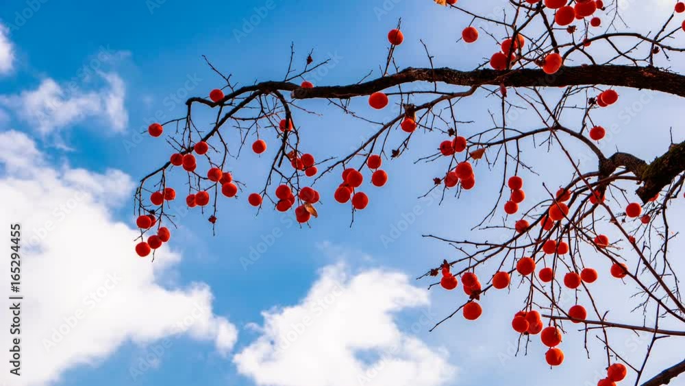 Take a ripe persimmon and a cloud with a time - lapse video. Take a ripe persimmon and a cloud with a time - lapse video.