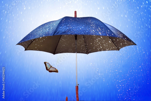 Butterfly under umbrella in rainy weather