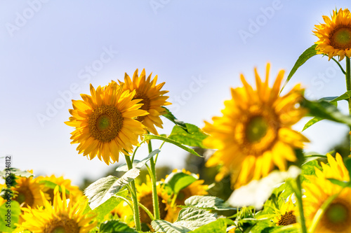 Sonnenblumen