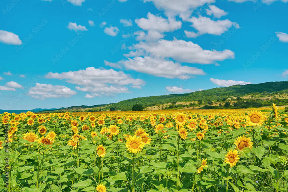 Field of Sunflowers