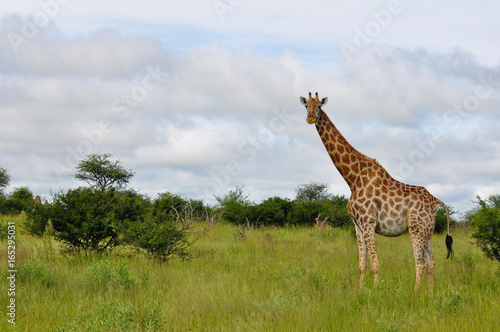 Okavango Delta Giraffe  