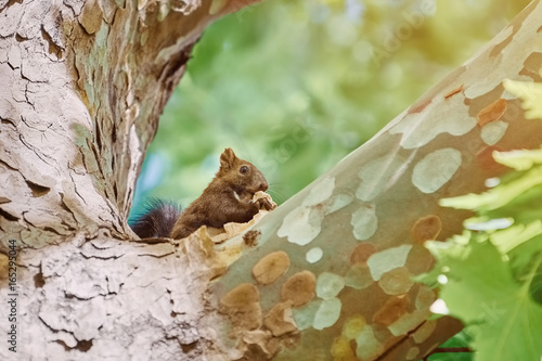 Squirrel on Tree © Sergej Razvodovskij