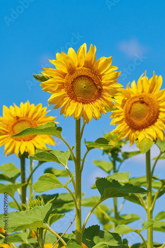 Sunflowers against the Sky