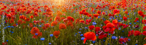 Red poppies among wildflowers in the sunset light