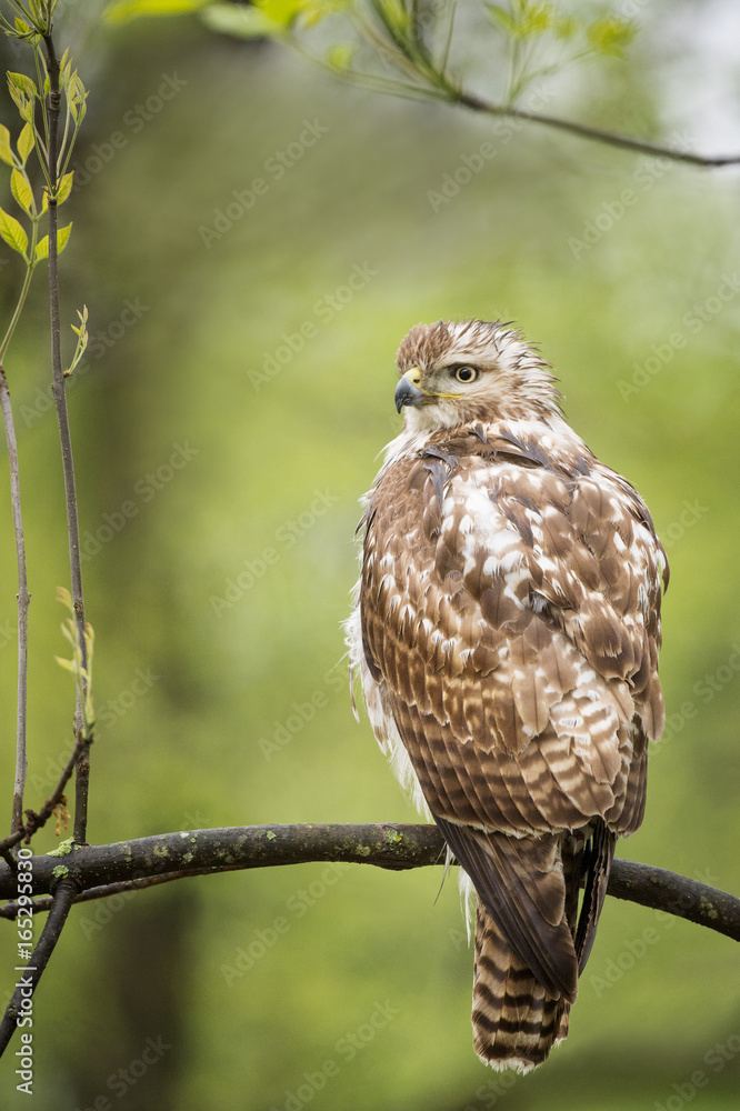 Fototapeta premium A Red-tailed Hawk perches on a branch in front of a green background in a light rain with a wet look.