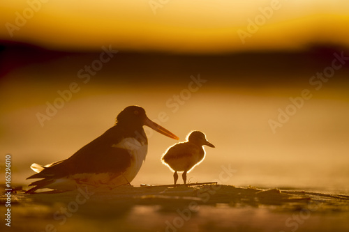 A young American Oystercatcher stands in the late setting sun as its fuzzy feathers glow on a sandy beach. © rayhennessy