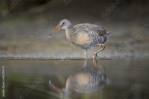 A Clapper Rail wades in the shallow water in the soft light with its reflection in the calm water.