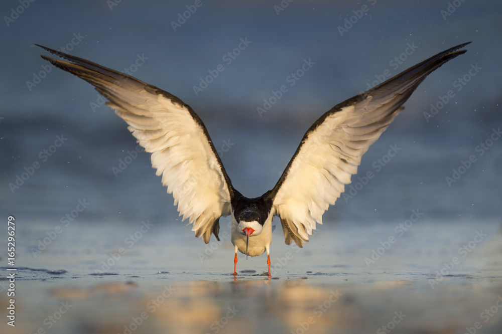 A Black Skimmer comes in to land on a wet sandy beach in the early morning sunlight. A Black Skimmer comes in to land on a wet sandy beach in the early morning sunlight.