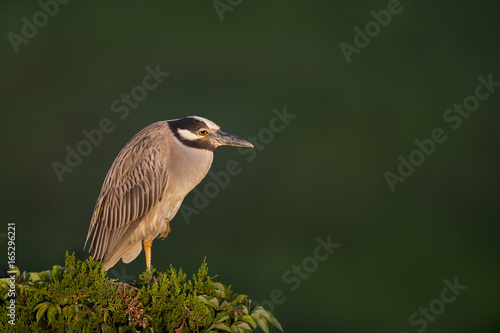 Wallpaper Mural A Yellow-crowned Night Heron perches high atop a tree in the early morning sunlight with a tired look on its face. Torontodigital.ca