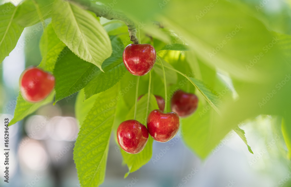 cherry, red cherry cherry, red cherry