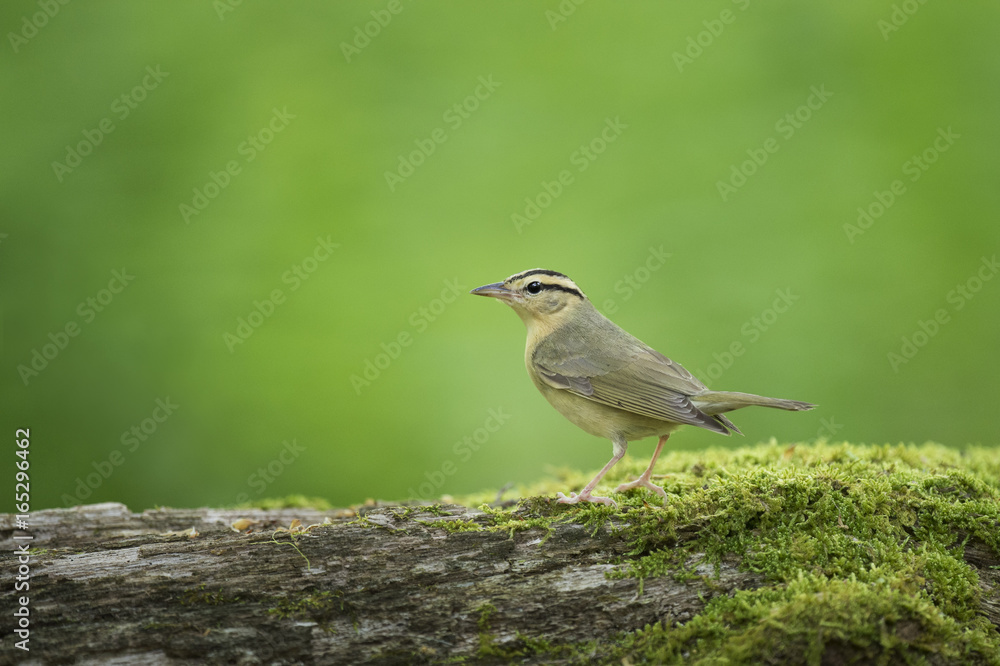 A Worm-eating Warbler perches on a mossy log with a bright green background. A Worm-eating Warbler perches on a mossy log with a bright green background.